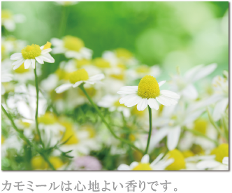 カモミールは心地よい香りです。